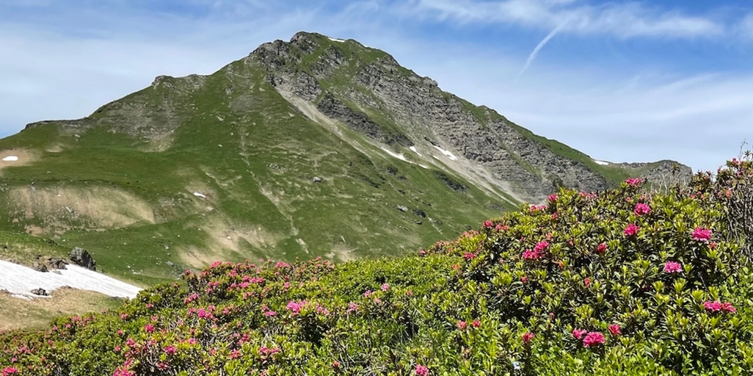 La flore alpine en fleurs
