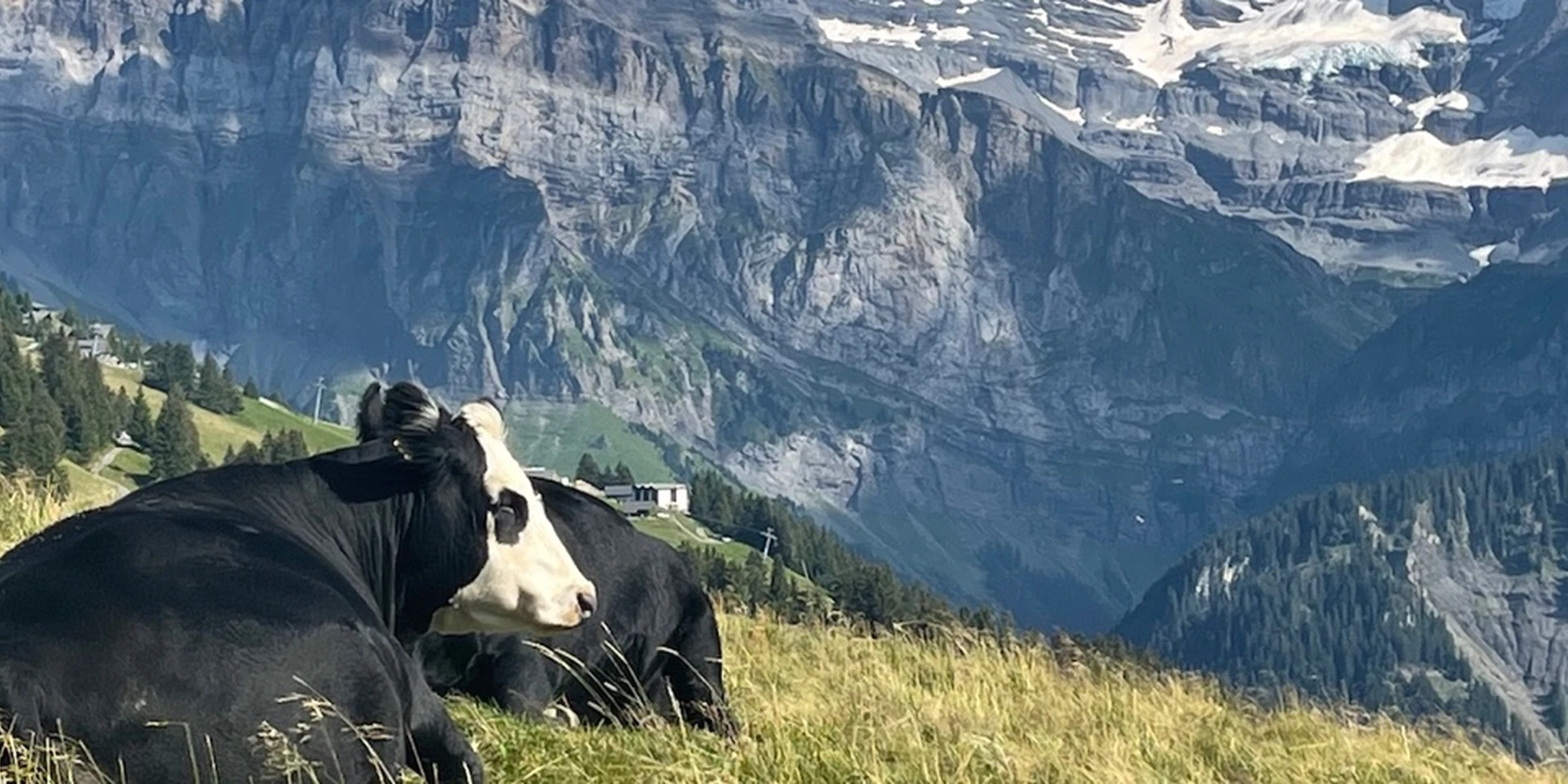 La vache
